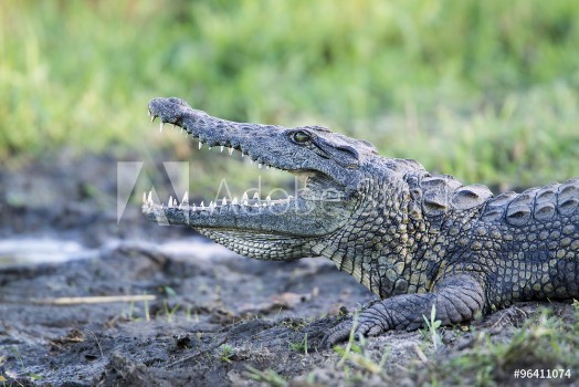 Picture of Nile crocodile in Kruger National park